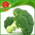 Brócolis de brócolis verdes frescos de alta qualidade